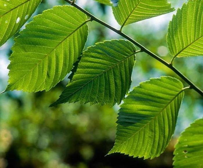 herbes médicinales vivent en bonne santé ginko red elm2