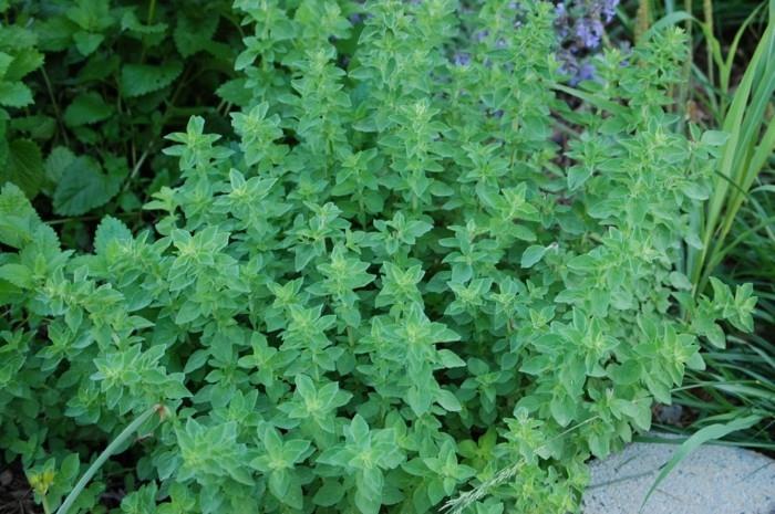 herbes médicinales vivent en bonne santé citronnelle origan2