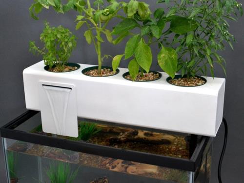 dispositifs de plantation de haute technologie avec aquarium