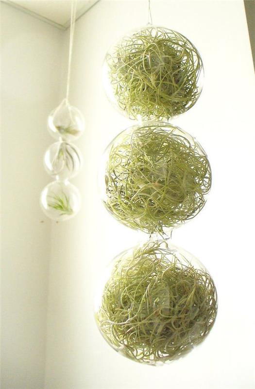 pots de fleurs suspendus plantes d'intérieur sphère de verre aéré