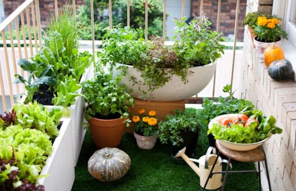 Jardin suspendu sur balcon allotissement citrouilles