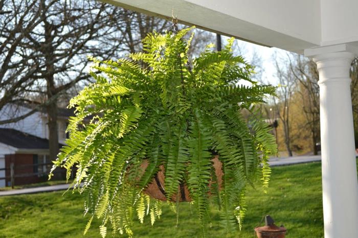 wiszące rośliny balkon piękne pomysły na dekorację