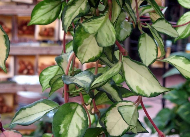 Listy Hoya obsahují mírné toxiny, proto je lepší uchovávat rostlinu mimo dosah dětí a domácích zvířat.