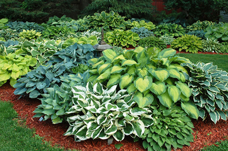 Hosta v krajinném designu a floristice