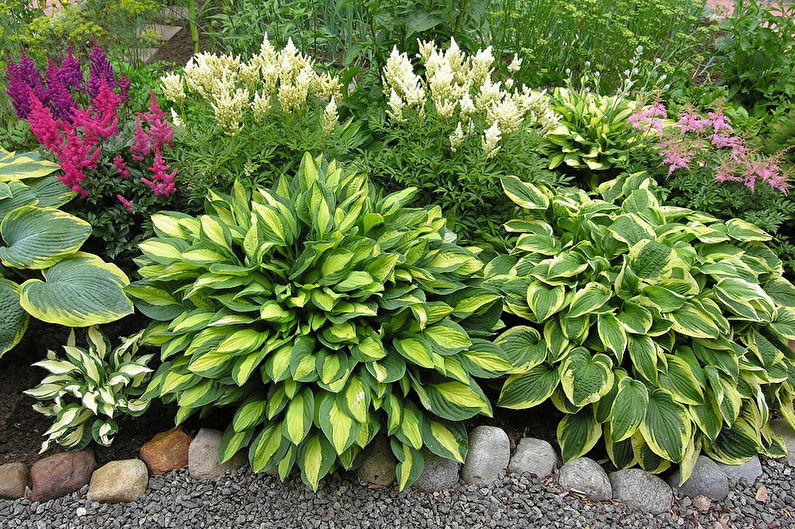 Hosta v krajinném designu a floristice