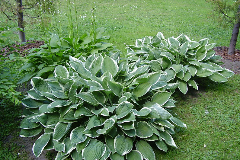 Hosta v krajinném designu a floristice