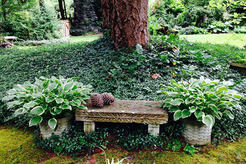 Hosta v krajinném designu a floristice