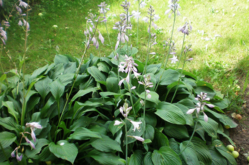 Hosta - fotografie