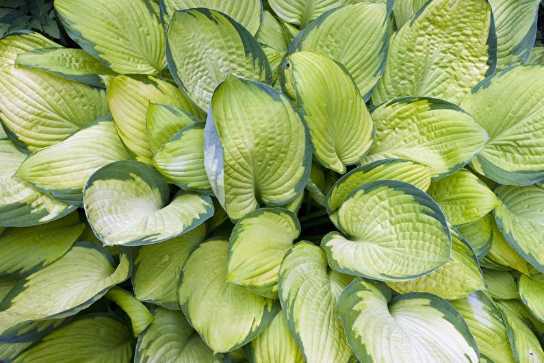 Hosta - fotografie