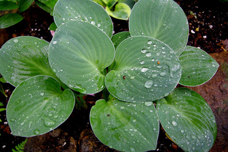 Hosta - fotografie