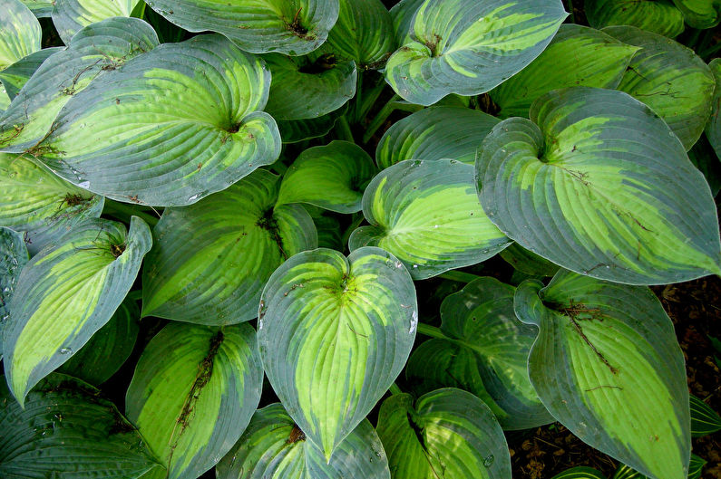 Hosta - fotografie