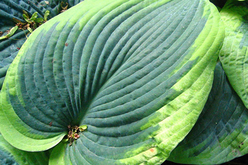 Hosta - fotografie