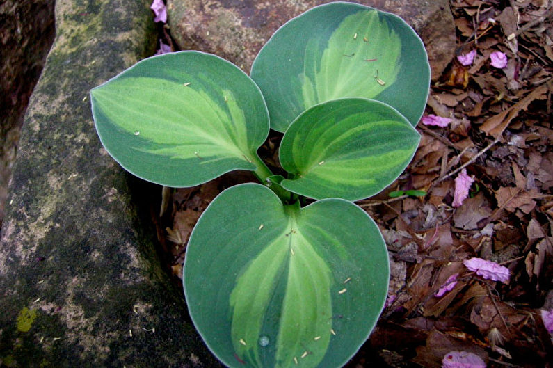 Hosta - fotografie