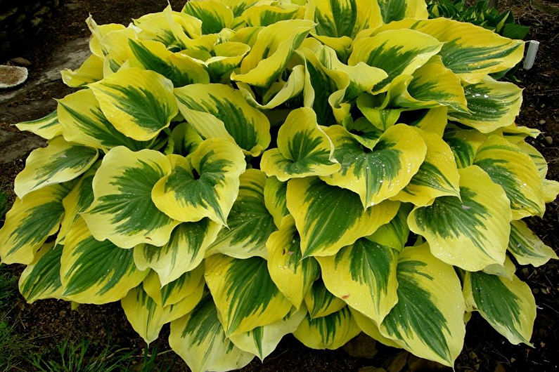 Hosta - fotografie