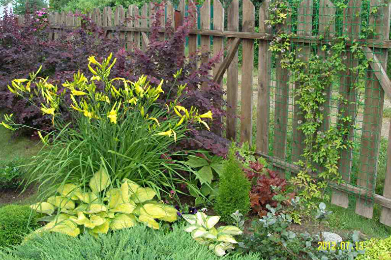 Hosta - fotografie