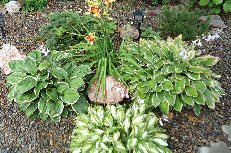 Hosta Species - středně velké druhy