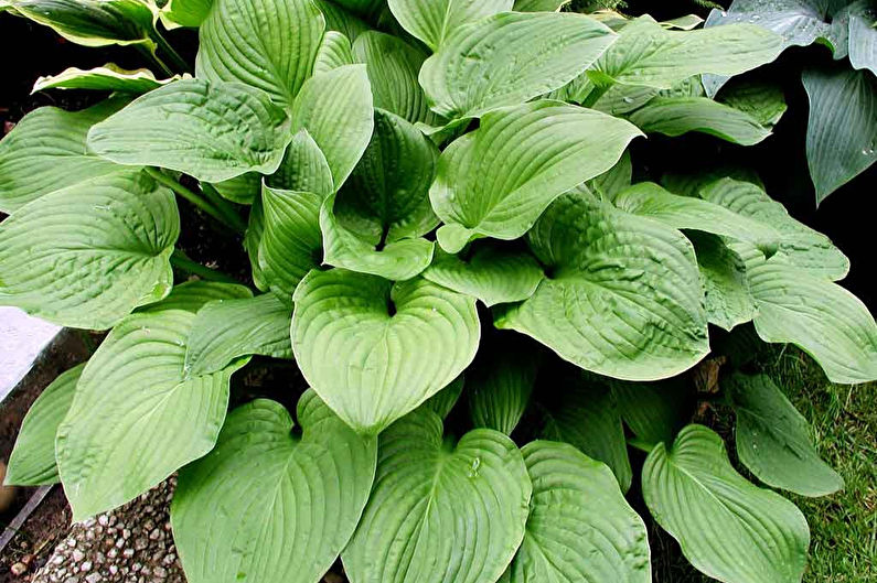 Hosta Species - středně velké druhy