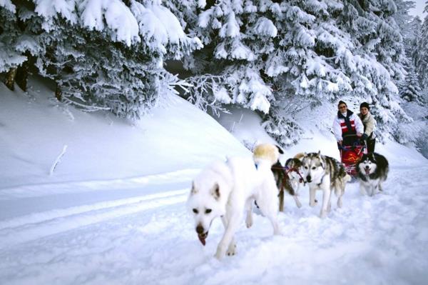 eco hotel course de chiens de traîneau neige alpes