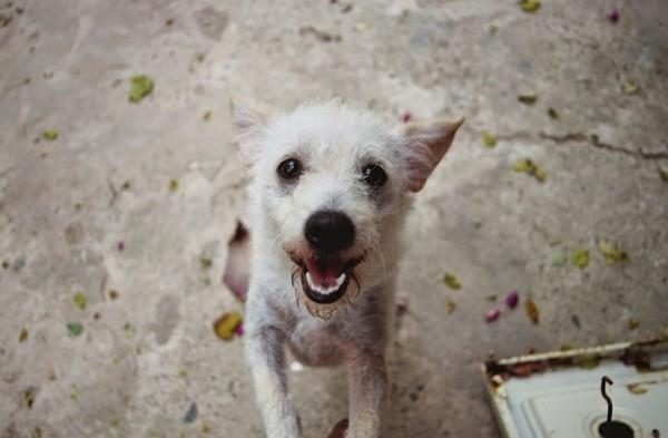 Faites vous-même des biscuits pour chiens animaux de compagnie idées de friandises pour chiens