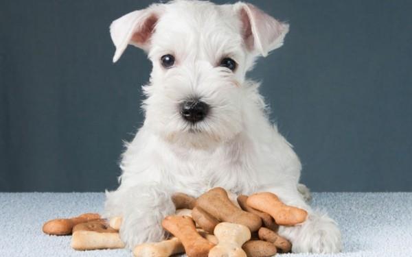 Faites vous-même des biscuits pour chiens, des friandises pour chiens comme idée cadeau
