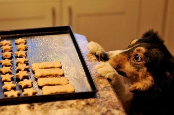 Faites vous-même des biscuits pour chiens