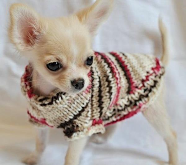 Dzianinowe swetry dla psów samodzielnie projekty diy zwierzęta domowe!