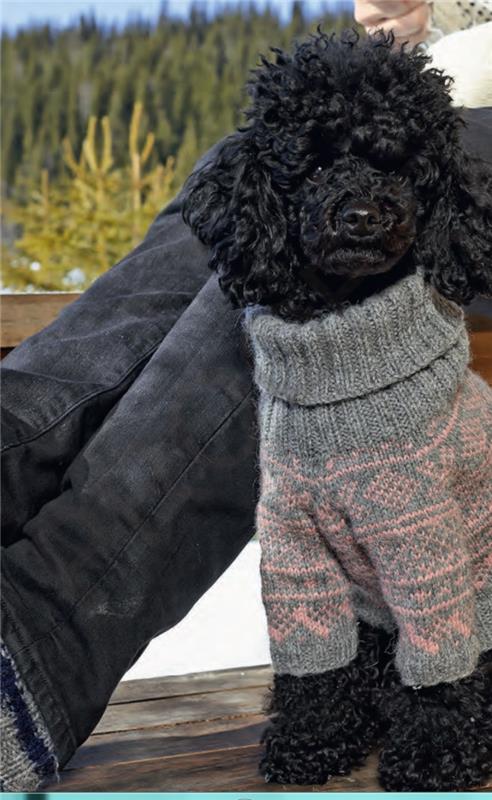 kałuża instrukcji swetra dla psa na drutach