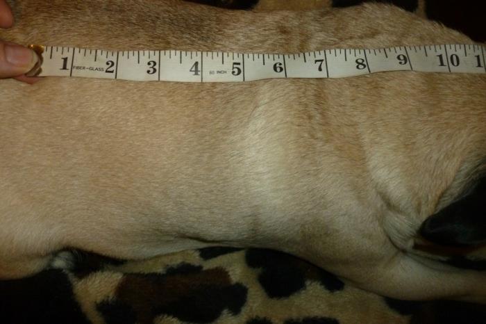 sweter z dzianiny dla psa mierzy długość