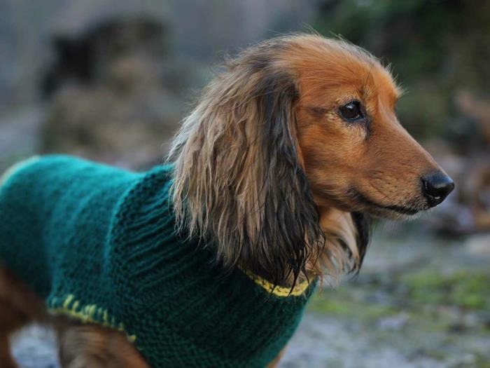 zielony sweter z dzianiny dla psa
