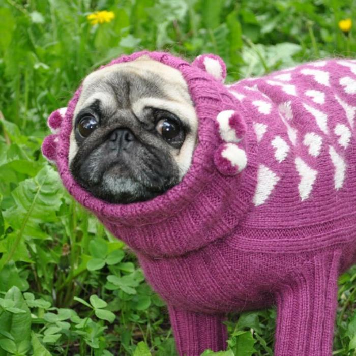 swetry dla psów dzianiny perwersyjne