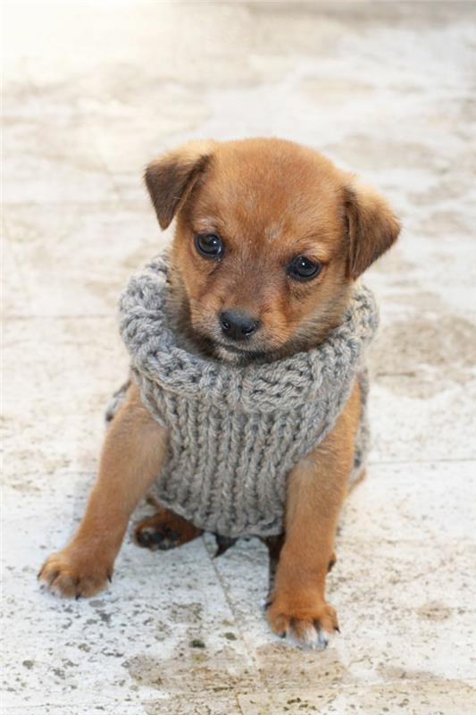pies sweter z dzianiny szczeniaka
