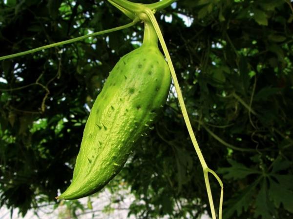 Conseils sur les plantes superalimentaires de concombre inca