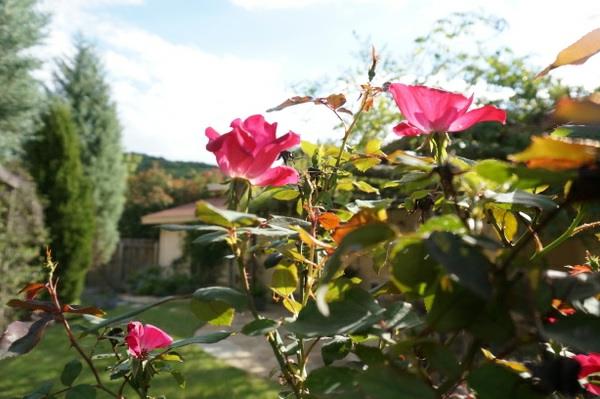 porady dotyczące dekoracji wnętrz różowe róże