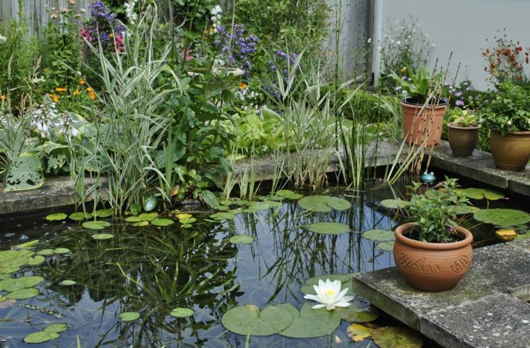étang de jardin inspirant photos étang de plantes aquatiques