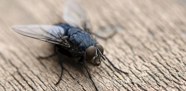 Wie man Fliegen im Haus loswird. Die Stubenfliege (lat. Musca domestica) ist ein synanthropisches Insekt, das heißt, sie lebt neben dem Menschen und kommt in freier Wildbahn praktisch nicht vor.