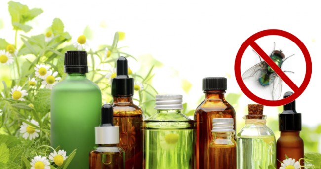 Wie man Fliegen im Haus loswird. Fliegen können mit Naturheilmitteln erfolgreich behandelt werden
