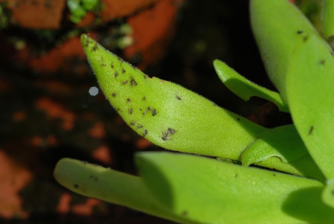 Wie man Fliegen im Haus loswird. Einige fleischfressende Pflanzen, die zu Hause gehalten werden können, fangen kleine Fliegen mit ihren klebrigen Blättern. Auf dem Foto - einer von ihnen, die saftige Pinguicula gigantea