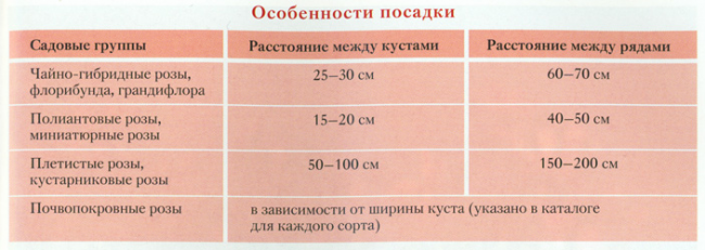 Doporučení, co je lepší dodržovat vzdálenost mezi růžemi