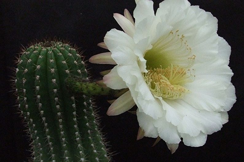 ما الزهور التي لا يمكن الاحتفاظ بها في المنزل - Trichocereus