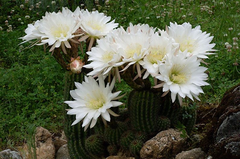 ما الزهور التي لا يمكن الاحتفاظ بها في المنزل - Trichocereus