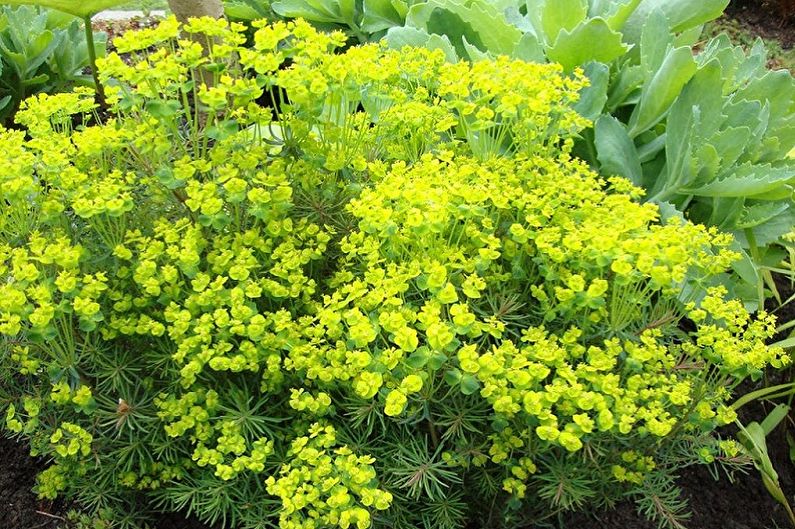 ما الزهور التي لا يمكن الاحتفاظ بها في المنزل - الفربيون
