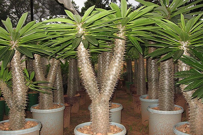 ما الزهور التي لا يمكن الاحتفاظ بها في المنزل - Pachypodium Lamera