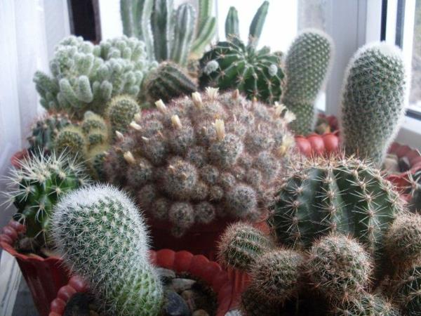Pomysły na rośliny domowe z kaktusami