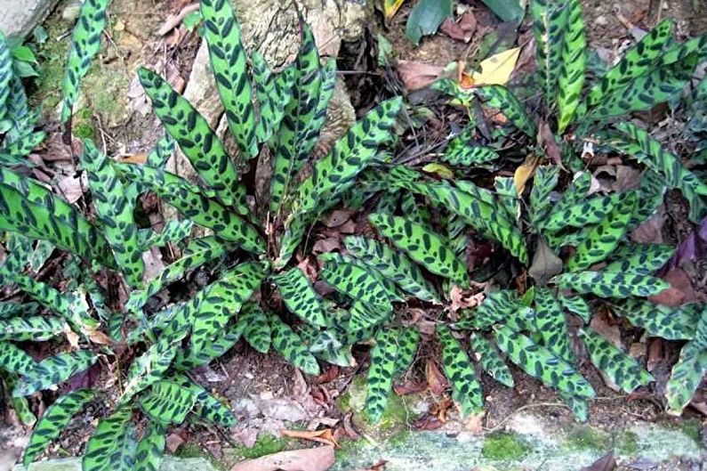 Calathea je úžasná