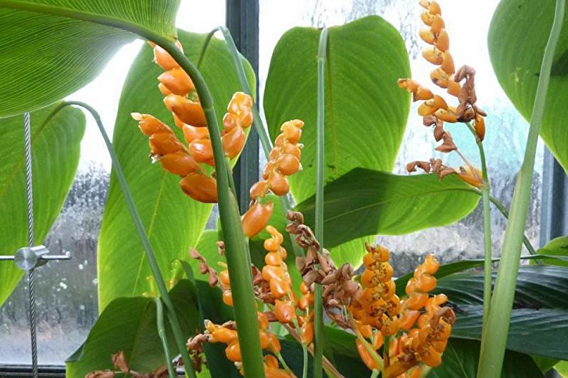 Calathea péče