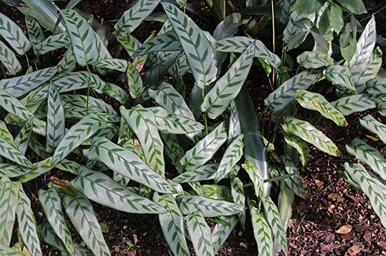 Calathea péče