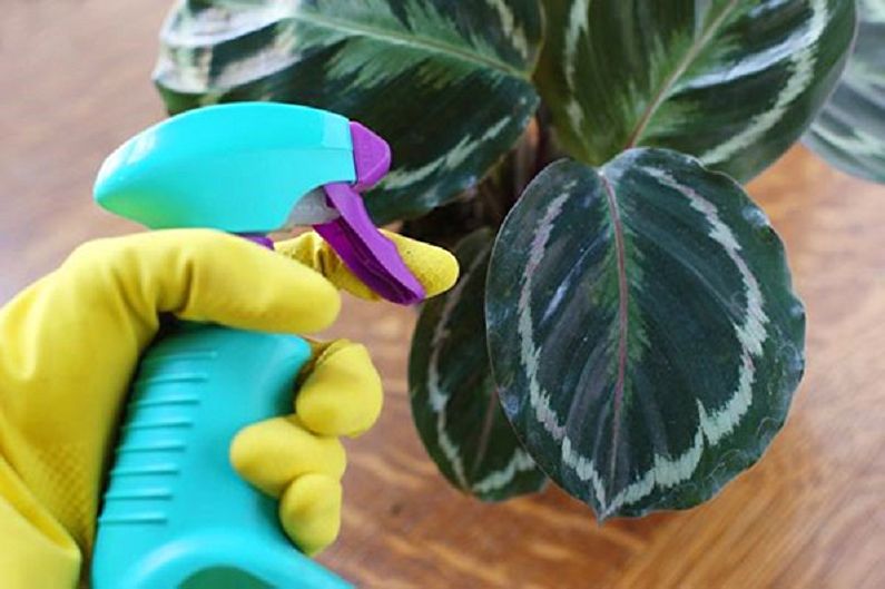 Calathea péče