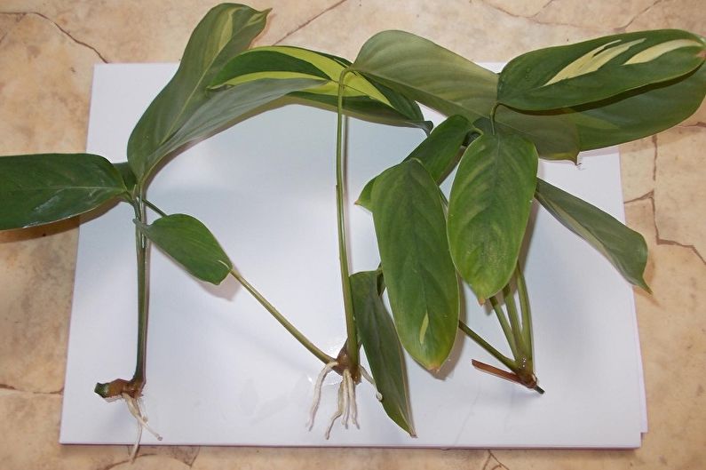 Calathea - transplantace a reprodukce