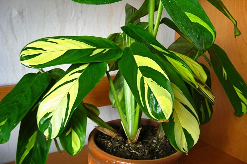Calathea - transplantace a reprodukce