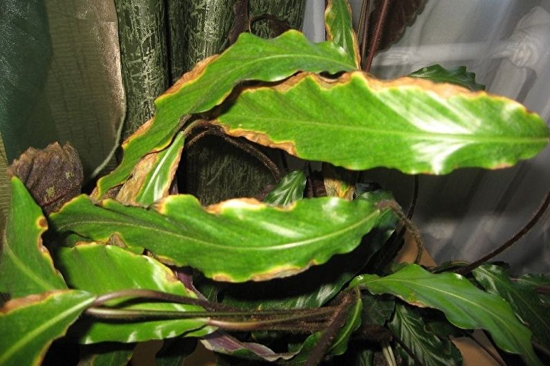 Calathea - kontrola škůdců a nemocí